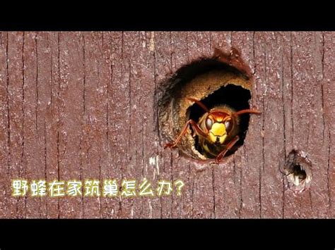 窗外有蜂巢 風水|【窗外有蜂巢】窗外驚現蜂巢！專家警告：風水、安全危機不容小。